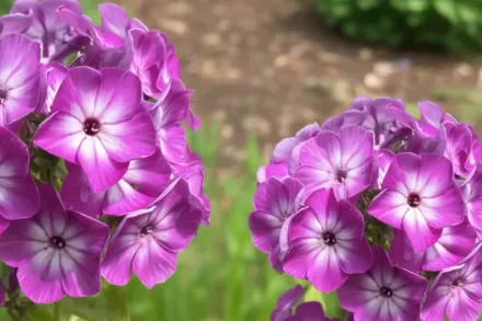 Флокс волотистий Флейм Перпл Ай / Phlox paniculata Flame Purple Eye