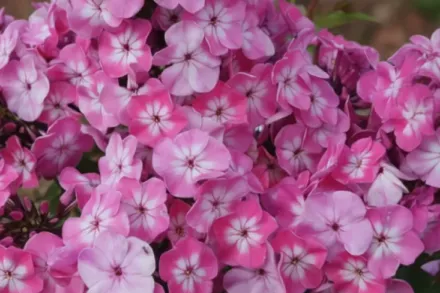 Флокс волотистий Флейм Пінк / Phlox paniculata Flame Pink