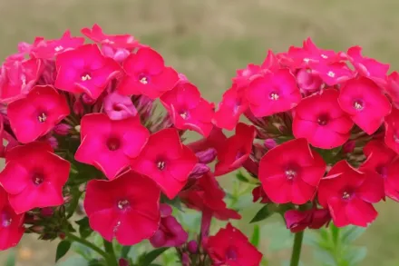 Флокс волотистий Флейм Ред / Phlox paniculata Flame Red