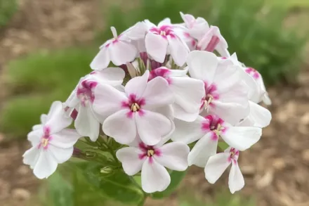 Флокс волотистий Флейм Вайт Ай / Phlox paniculata Flame White Eye