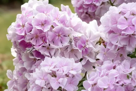 Флокс волотистий Франц Шуберт / Phlox paniculata Franz Schubert