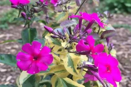 Флокс волотистий Голдмайн / Phlox paniculata Goldmine