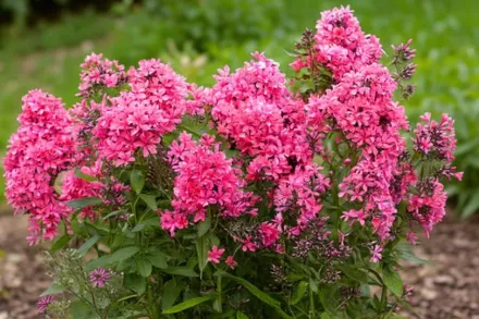 Флокс волотистий Клеопатра / Phlox paniculata Cleopatra
