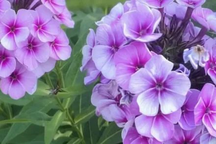 Флокс волотистий Неон Флер Блю / Phlox paniculata Neon Flare Blue