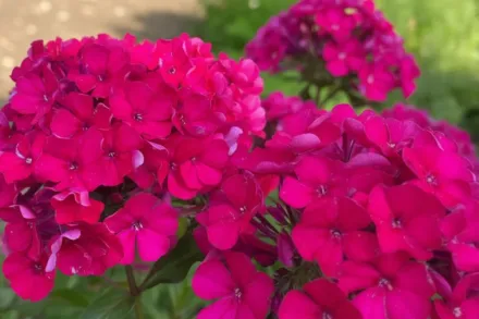 Флокс волотистий Старфаєр / Phlox paniculata Starfire