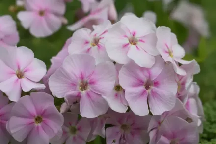 Флокс волотистий Юнік Біколор / Phlox paniculata Younique Bicolor