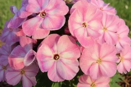 Флокс волотистий Юнік Олд Пінк / Phlox paniculata Younique Old Pink