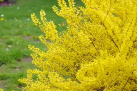 Форзиція овальнолиста / Forsythia ovata