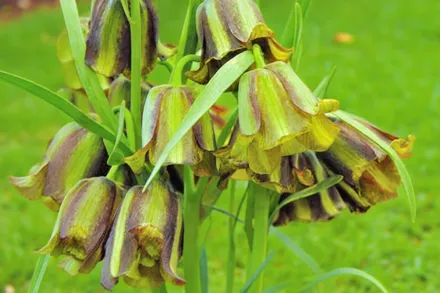 Фрітілярія гостропелюсткова / Fritillaria acmopetala