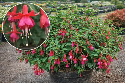 Фуксія Бікон / Fuchsia Beacon