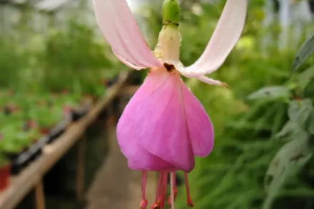 Фуксія Бордер Квін / Fuchsia Border Queen