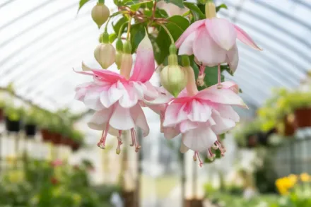 Фуксія Девоншир Дамплінг / Fuchsia Devonshire Dumpling