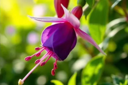 Фуксія Ла Кампанелла / Fuchsia La Campanella