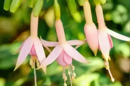 Фуксія Вайтнайтс Перл / Fuchsia Whiteknights Pearl