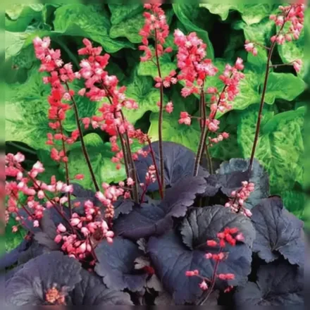 Гейхера Белла Нотте / Heuchera Bella Notte