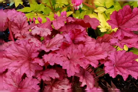 Гейхера Беррі Смузі / Heuchera Berry Smoothie