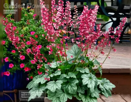 Гейхера Беррі Таймлесс / Heuchera Berry Timeless