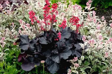 Гейхера Блек Форест Кейк / Heuchera Black Forest Cake