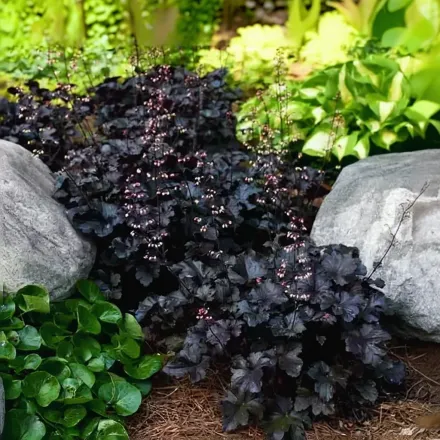 Гейхера Блек Перл / Heuchera Black Pearl
