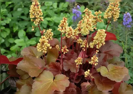 Гейхера Блонді / Heuchera Blondie