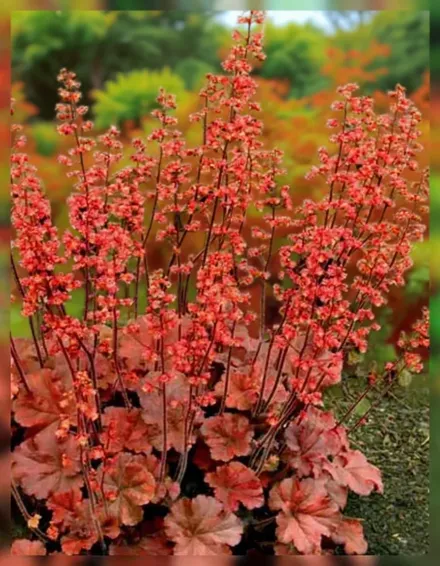 Гейхера Черрі Кола / Heuchera Cherry Cola