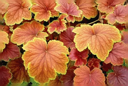 Гейхера Дельта Доун / Heuchera Delta Dawn