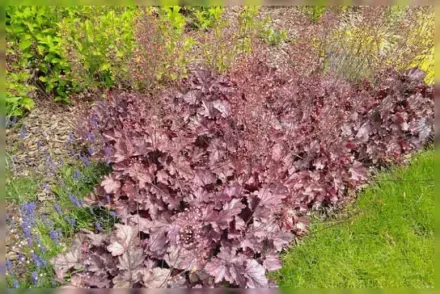 Гейхера дрібноквіткова / Heuchera micrantha