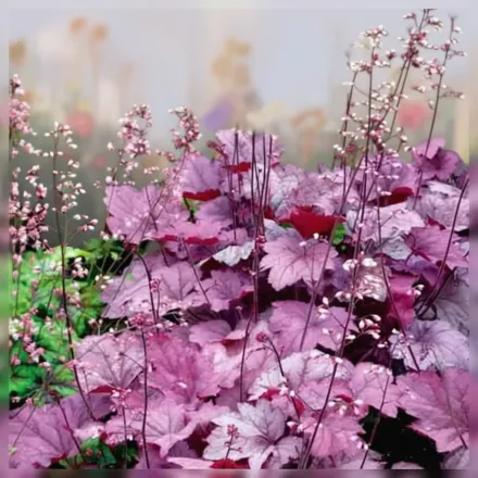 Гейхера Джорджія Плам / Heuchera Georgia Plum