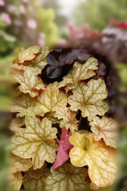 Гейхера Джинджер Ейл / Heuchera Ginger Ale