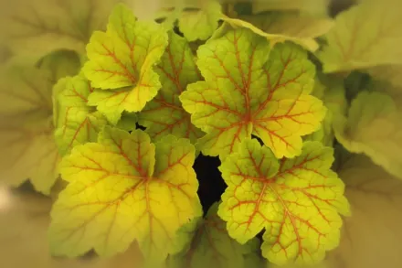 Гейхера Електра / Heuchera Electra