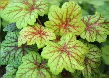 Гейхера Електрик Лайм / Heuchera Electric Lime