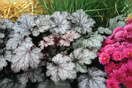 Гейхера Емезіст Міст / Heuchera Amethyst Myst