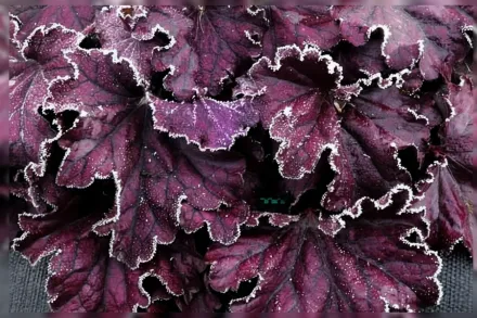 Гейхера Форевер Пьорпл / Heuchera Forever Purple