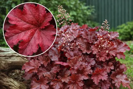 Гейхера Форевер Ред / Heuchera Forever Red