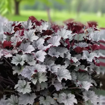 Гейхера Фростед Вайолет / Heuchera Frosted Violet