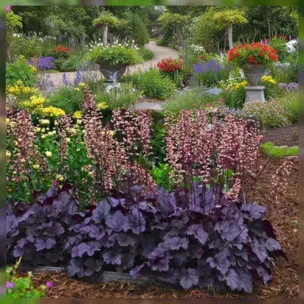 Гейхера Грейп Експекшнс / Heuchera Grape Expectations