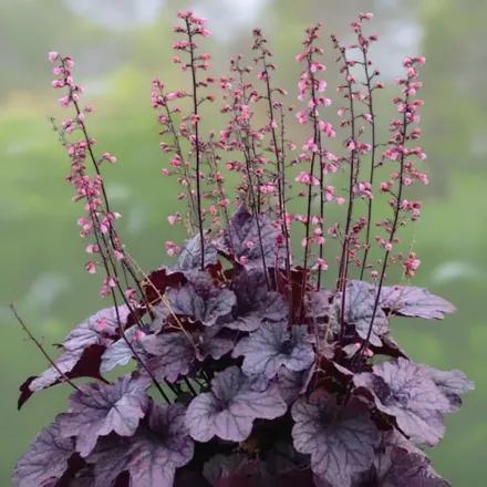 Гейхера Грейп Таймлес / Heuchera Grape Timeless