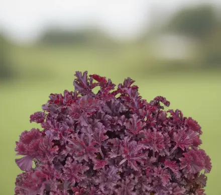 Гейхера Мелтінг Фаєр / Heuchera Melting Fire