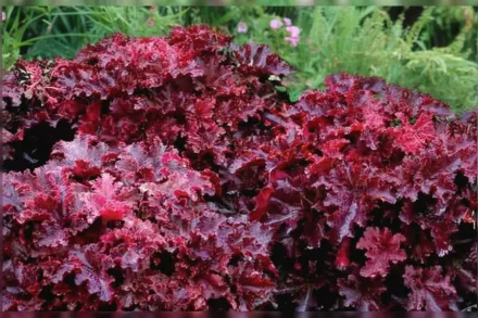 Гейхера Міднайт Раффлс / Heuchera Midnight Ruffles