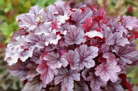 Гейхера Мілан / Heuchera Milan
