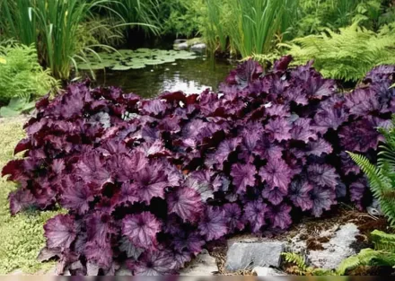 Гейхера НОРТЕРН ЕКСПОЖЕР Пьорпл / Heuchera NORTHERN EXPOSURE Purple