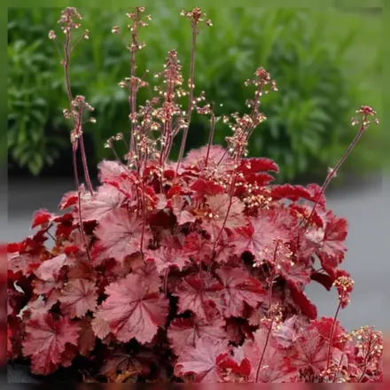 Гейхера НОРТЕРН ЕКСПОЖЕР Ред / Heuchera NORTHERN EXPOSURE Red