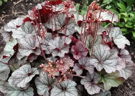 Гейхера НОРТЕРН ЕКСПОЖЕР Сілвер / Heuchera NORTHERN EXPOSURE Silver