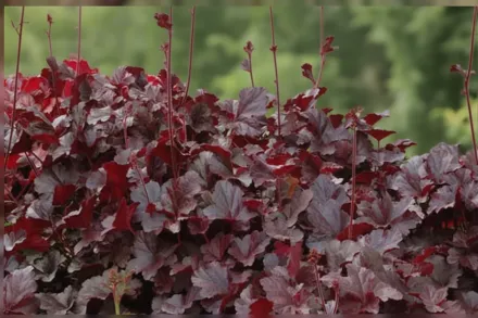 Гейхера Обсидіан / Heuchera Obsidian