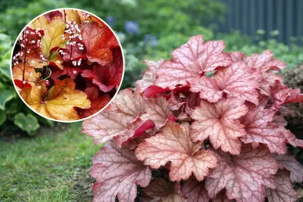 Гейхера Паприка / Heuchera Paprika