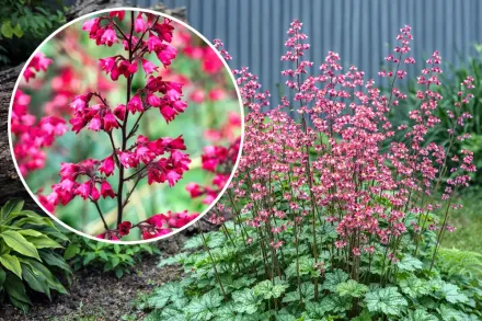 Paris Heuchera / Гейхера Париж