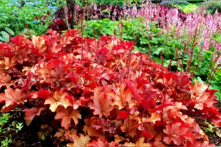 Гейхера Піч Фламбе / Heuchera Peach Flambe