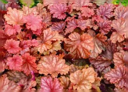 Гейхера Пічберрі Айс / Heuchera Peachberry Ice