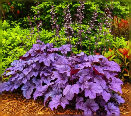 Гейхера Пінк Пантхер / Heuchera Pink Panther