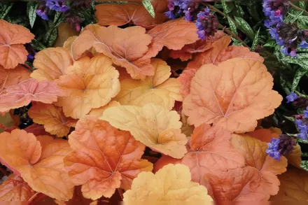 Гейхера Саузерн Комфорт / Heuchera Southern Comfort